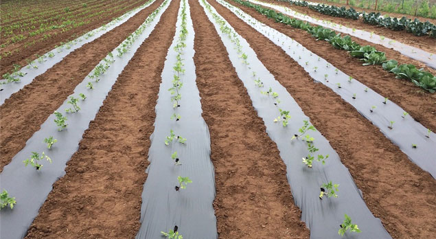 Mulch-File-UV-Stabilize